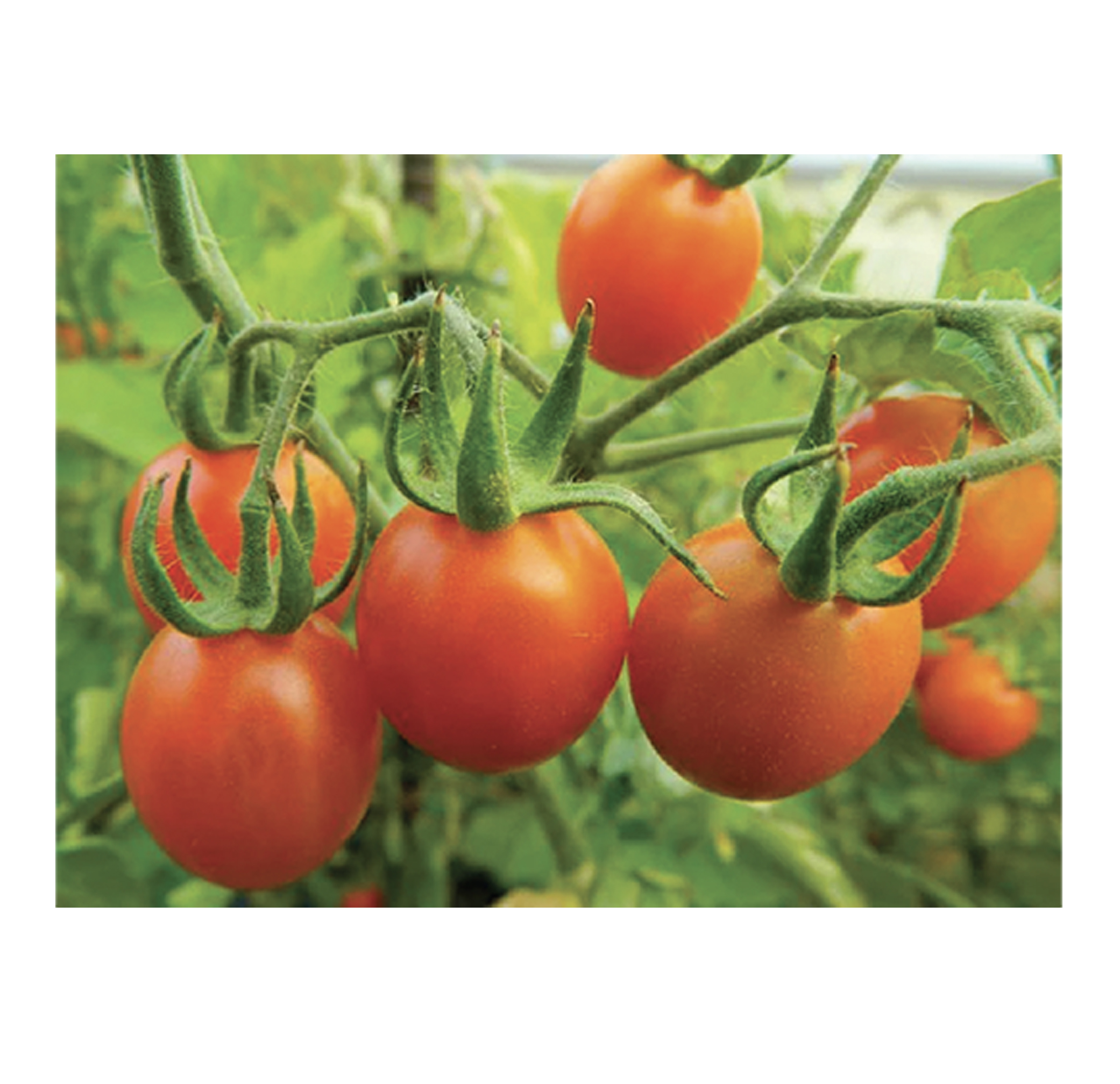 Red Cherry Tomato  500gm