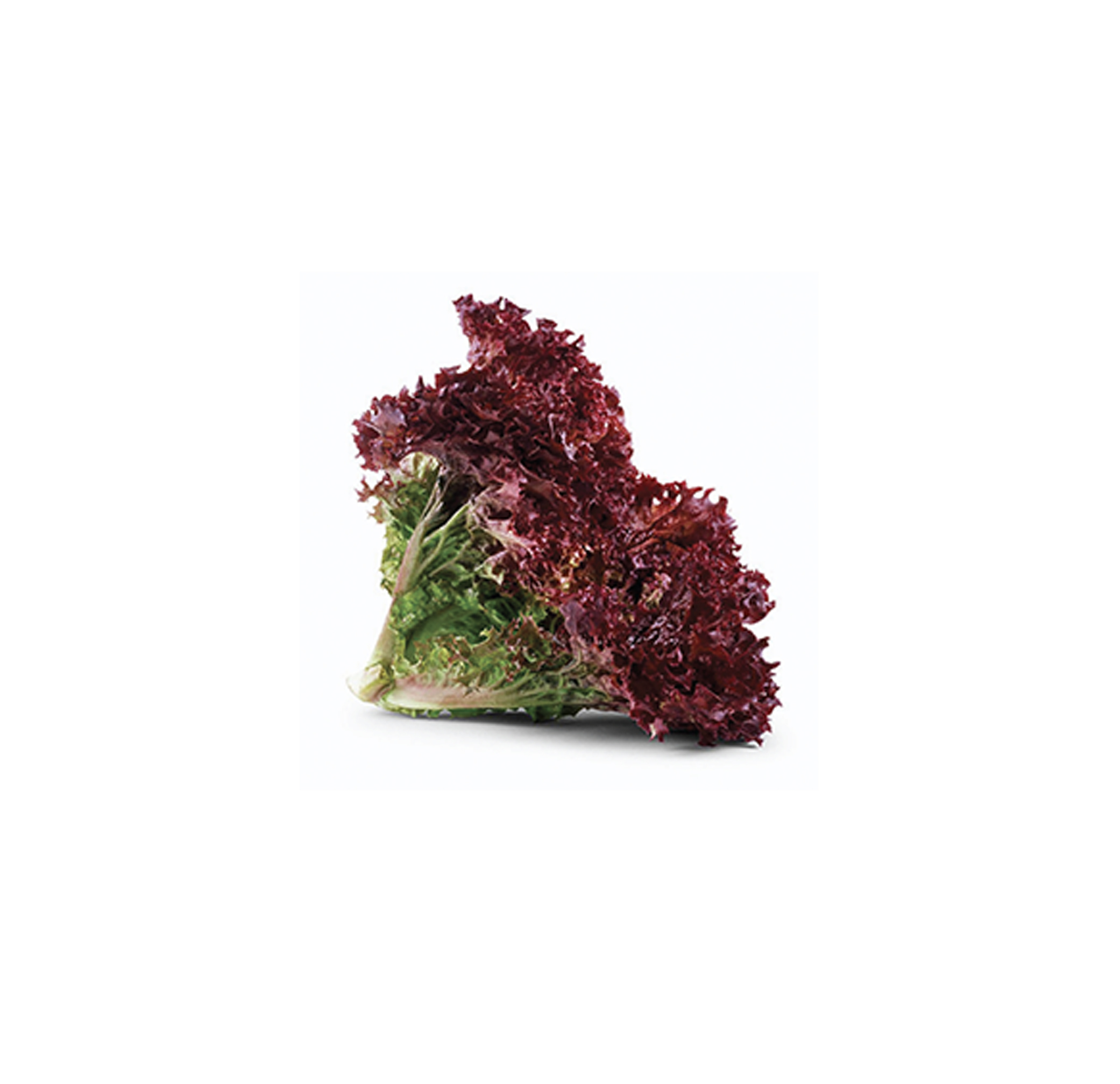 Lolo rossa lettuce