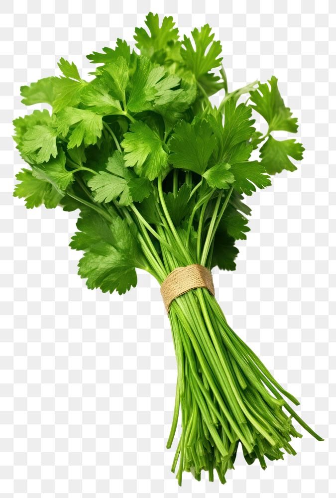 Coriander